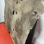 Citroen Berlingo/Peugeot Partner UNDER TRAY COVER 2019/2023 (w/ worn) P/N 9828797280 / 9846913380