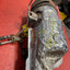 Citroen Berlingo/Peugeot Partner CATALYTIC CONVERTER DPF 1.6 2012-2016 (2*6 Pins) P/N 1005142X / 1005143X