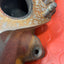 Ford Transit Custom EXHAUST MANIFOLD EURO6  2.0 TDCI 2019-2023  P/N KK2Q9430BA
