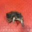 Ford Transit Custom ENGINE MOUNT BRACKET 2.2 2013-2016 P/N 6C106030BC